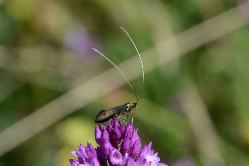 Adela reaumurella ?